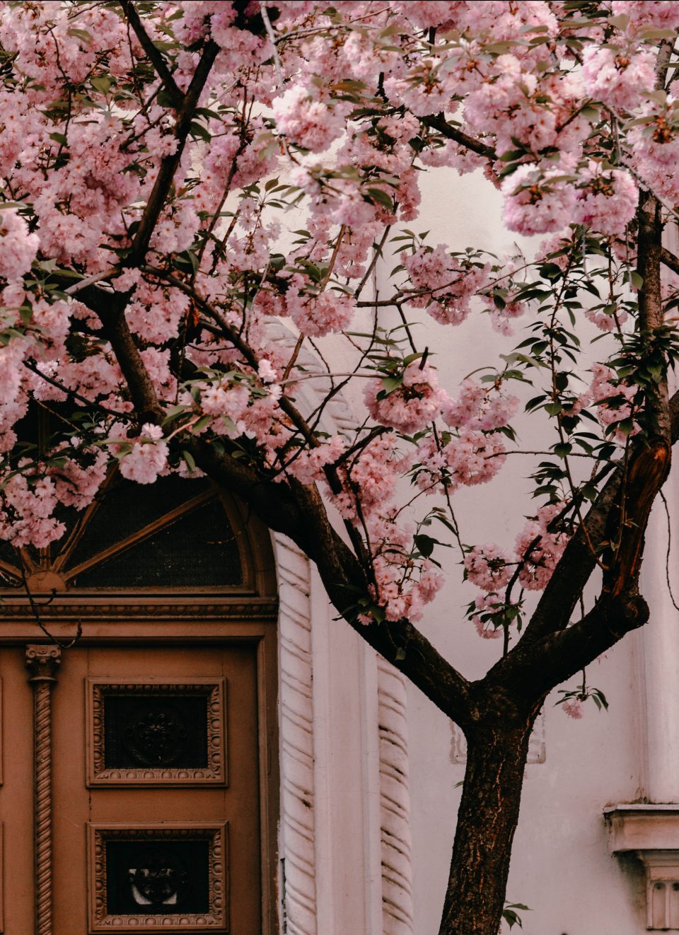 Wykształcenie Nina Westfal